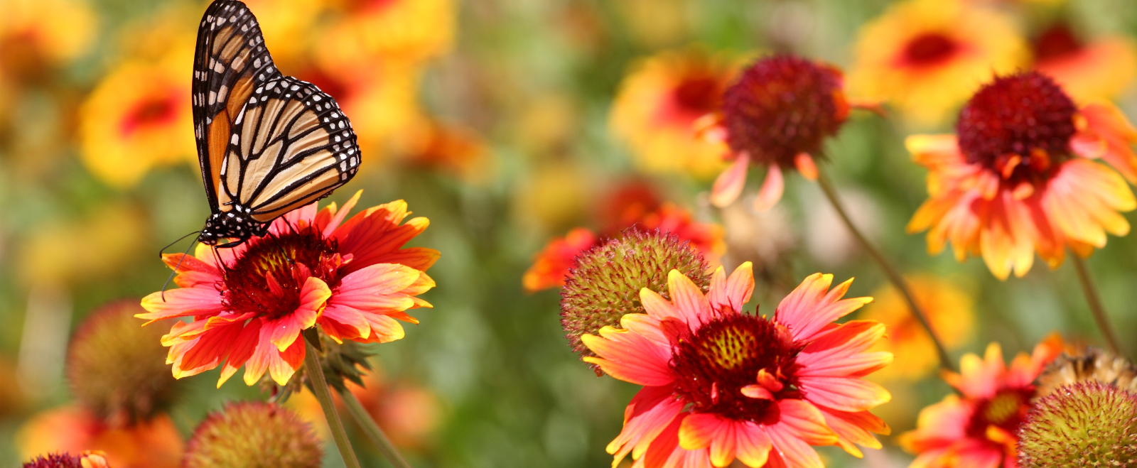 Image of Spring Flowers